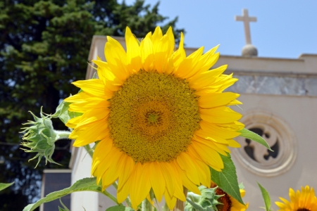 girasole 04 07 14