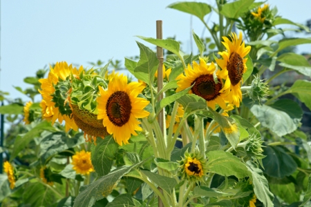 girasoli 04 07 14