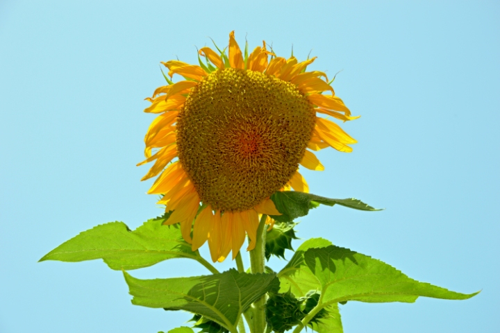 girasole 05 09 14