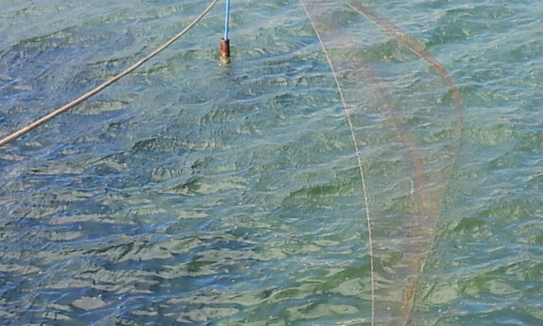 La rete utilizzata per la pesca di frodo