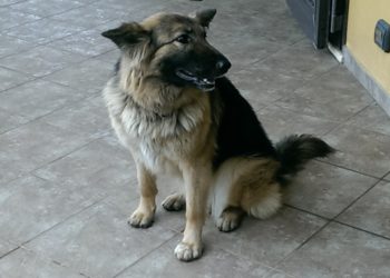 Taormina. “Cane smarrito alla disperata ricerca del padrone”