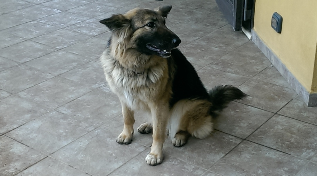 Il cane smarrito