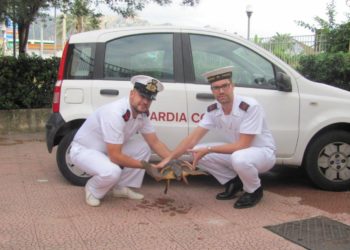 Taormina. Recuperato e tratto in salvo un esemplare di tartaruga marina “Caretta Caretta” in difficoltà