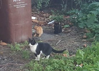 Giardini. “Tanti gatti randagi morti in pochi giorni a Recanati”