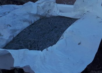 Giardini. Novellame sequestrato dalla Guardia costiera. Ambulante multato di 1.000 euro