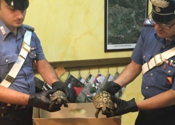 Tenta di vendere due tartarughe minacciate di estinzione: i Cc di Taormina denunciano un cittadino di Mojo Alcantara