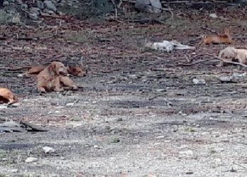 Giardini. Raccolta di firme per scongiurare il canile a una decina di randagi