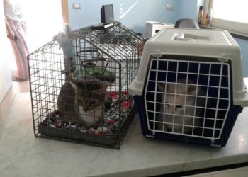 Letojanni. Campagna di sterilizzazione dei gatti randagi