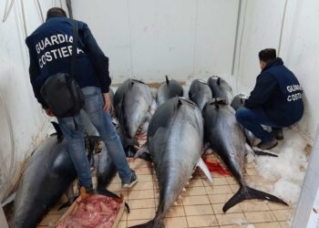 Guardia costiera Giardini e Riposto: sequestrati 1.400 kg di “tonno rosso” per un totale di 34mila euro