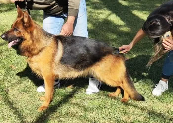 “Pastore tedesco” protagonista alle Gole Alcantara grazie al raduno nazionale della “Sas”