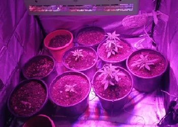 I Cc di Taormina arrestano un 41enne di Francavilla per droga. Sequestrate 16 piante di cannabis