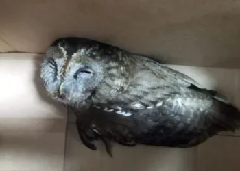 Taormina. La Polizia metropolitana soccorre a Villagonia un gufo ferito a un’ala